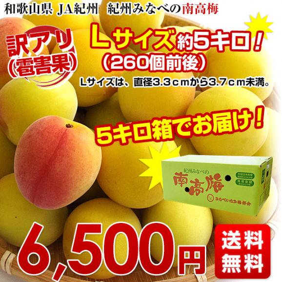 和歌山県産 JA紀州 みなべの南高梅 Lサイズ 訳アリ（雹害果） 約5キロ（260玉前後） 梅 梅干 梅干し 梅酒 梅サワー 梅ジャム うめ ウメ03