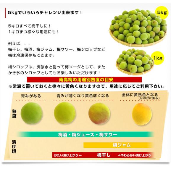 和歌山県産 JA紀州 みなべの南高梅 Lサイズ 訳アリ（雹害果） 約5キロ（260玉前後） 梅 梅干 梅干し 梅酒 梅サワー 梅ジャム うめ ウメ06