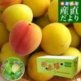 和歌山県産 JA紀州 みなべの南高梅 3Lサイズから2Lサイズ 訳アリ（雹害果） 約5キロ（150玉から200玉前後） 梅 梅干 梅干し 梅酒 梅サワー 梅ジャム うめ ウメ