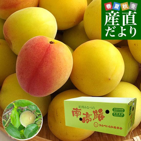 話題の行列 和歌山県産 JA紀州 みなべの南高梅 3Lサイズから2Lサイズ 訳アリ 果物