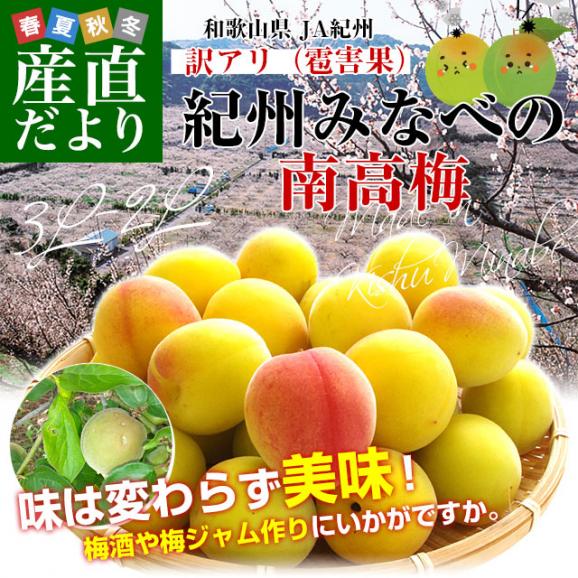 和歌山県産 JA紀州 みなべの南高梅 3Lサイズから2Lサイズ 訳アリ（雹害果） 約5キロ（150玉から200玉前後） 梅 梅干 梅干し 梅酒 梅サワー 梅ジャム うめ ウメ02
