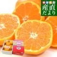 愛知県産 蒲郡温室みかん Mサイズ 1.2キロ化粧箱 (12玉入り) 送料無料 蜜柑 ハウスみかん