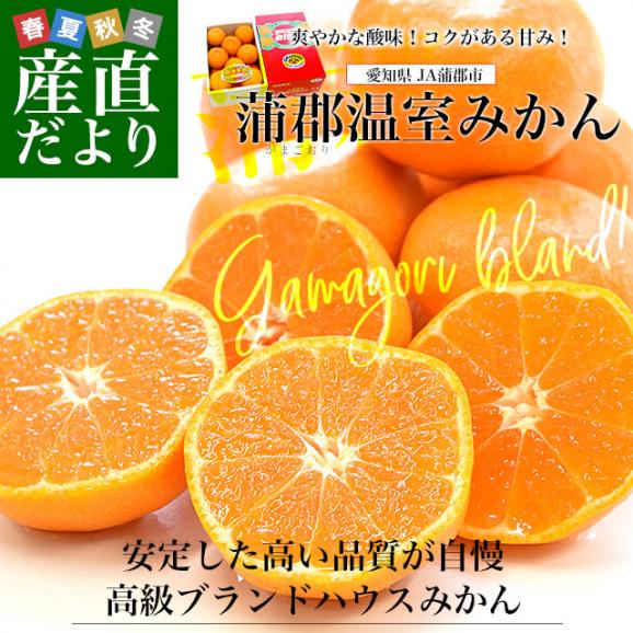 愛知県産 蒲郡温室みかん Mサイズ 1.2キロ化粧箱 (12玉入り) 送料無料 蜜柑 ハウスみかん02