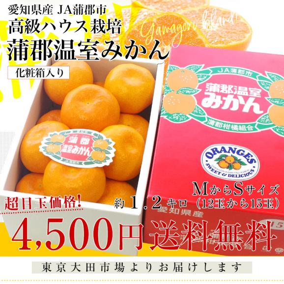 愛知県産 蒲郡温室みかん MからSサイズ 1.2キロ化粧箱 （12玉から15玉