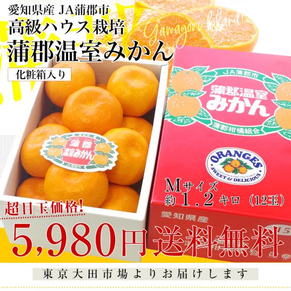 愛知県産 蒲郡温室みかん Mサイズ 1.2キロ化粧箱 (12玉入り) 送料無料 蜜柑 ハウスみかん03
