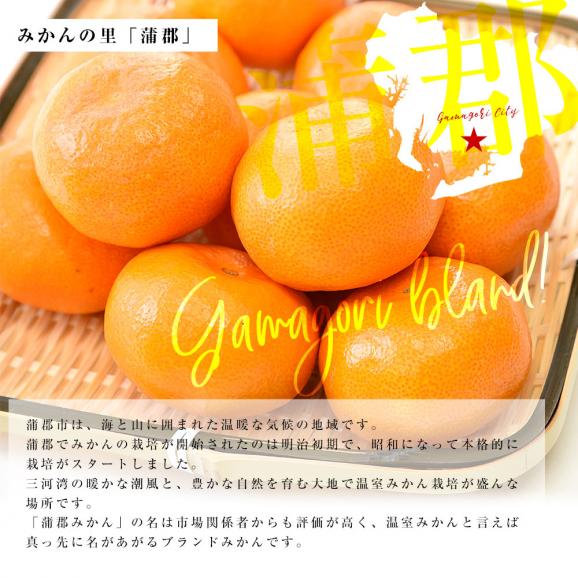 愛知県産 蒲郡温室みかん Mサイズ 1.2キロ化粧箱 (12玉入り) 送料無料 蜜柑 ハウスみかん04