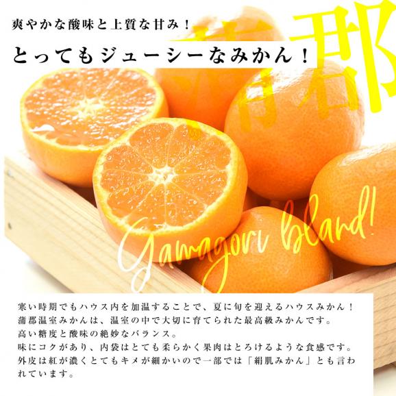愛知県産 蒲郡温室みかん Mサイズ 1.2キロ化粧箱 (12玉入り) 送料無料 蜜柑 ハウスみかん05
