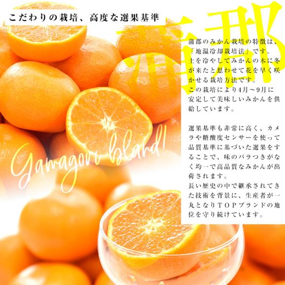 愛知県産 蒲郡温室みかん Mサイズ 1.2キロ化粧箱 (12玉入り) 送料無料 蜜柑 ハウスみかん06