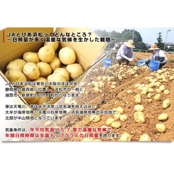静岡県産 JAとぴあ浜松 三方原馬鈴薯（男爵） Sサイズ 5キロ ばれいしょ じゃがいも ジャガイモ 送料無料04