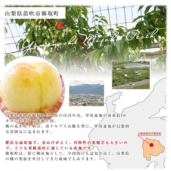 山梨県より産地直送 JAふえふき御坂支所 最高級桃「御坂の大糖領」 超大玉 約1キロ （3玉入） 送料無料 もも モモ ギフト 夏ギフト お中元 御中元06