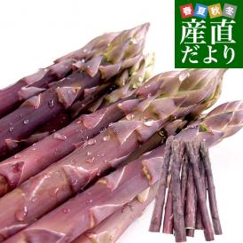 北海道より産地直送 赤井川村滝本農場の有機JAS　紫アスパラ「 カルデラの紫宮女」 3Lサイズ　約500g入り 送料無料 アスパラガス ※クール便発送