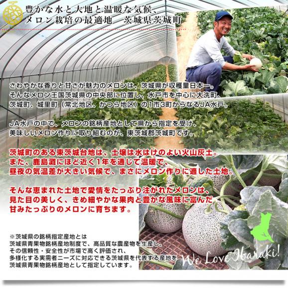 茨城県より産地直送 JA水戸ひぬま 最上等級品 愛ちゃんイバラ 茨城県より産地直送 JA水戸ひぬま 最上等級品 愛ちゃんイバラ