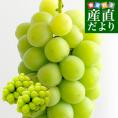 山梨産 JAふえふき 高級ハウス栽培 シャインマスカット 約1キロ（2房）送料無料  ぶどう ブドウ 種なしぶどう　ギフト 夏ギフト お中元 御中元