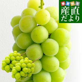 山梨産 JAふえふき 高級ハウス栽培 シャインマスカット 約1キロ（2房）送料無料  ぶどう ブドウ 種なしぶどう　ギフト 夏ギフト お中元 御中元