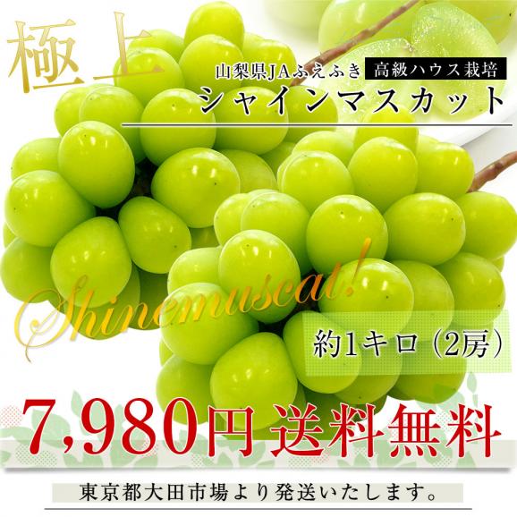 山梨産 JAふえふき 高級ハウス栽培 シャインマスカット 約1キロ（2房）送料無料  ぶどう ブドウ 種なしぶどう　ギフト 夏ギフト お中元 御中元03