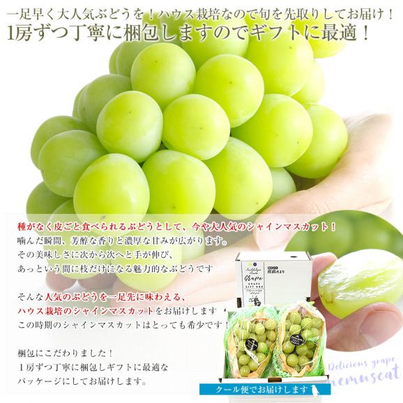 山梨産 JAふえふき 高級ハウス栽培 シャインマスカット 約1キロ（2房）送料無料  ぶどう ブドウ 種なしぶどう　ギフト 夏ギフト お中元 御中元04