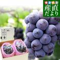 岡山県産　JA全農おかやま 高級ハウス栽培 ニューピオーネ 青秀品以上 約1.2キロ（600g×2房）送料無料 ブドウ 葡萄 種なしぶどう ピオーネ 黒ぶどう ※クール便