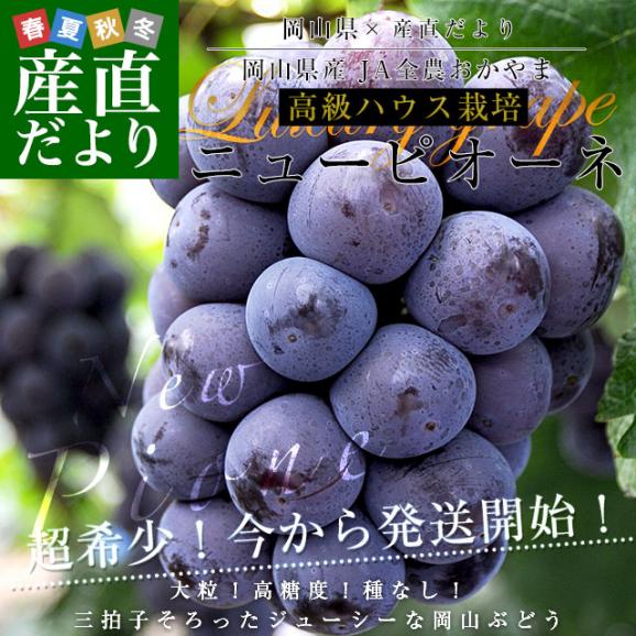 岡山県産　JA全農おかやま 高級ハウス栽培 ニューピオーネ 赤秀品 約1.1キロ (550g×2房)　送料無料 ブドウ 葡萄 種なしぶどう ピオーネ 黒ぶどう ※クール便02