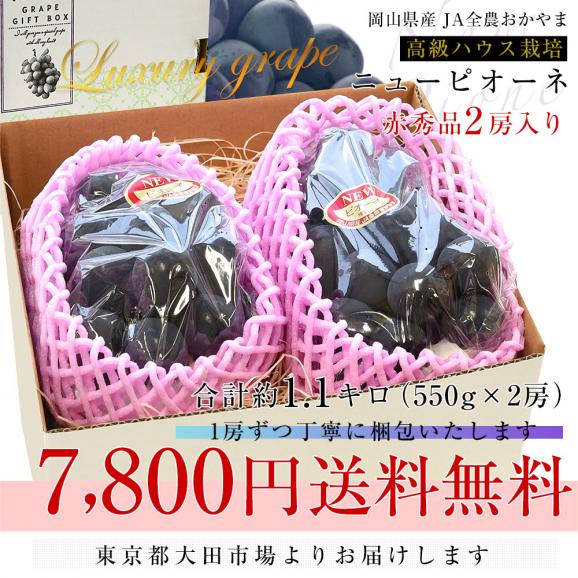 岡山県産　JA全農おかやま 高級ハウス栽培 ニューピオーネ 赤秀品 約1.1キロ (550g×2房)　送料無料 ブドウ 葡萄 種なしぶどう ピオーネ 黒ぶどう ※クール便03