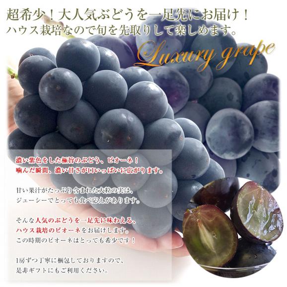 岡山県産　JA全農おかやま 高級ハウス栽培 ニューピオーネ 赤秀品 約1.1キロ (550g×2房)　送料無料 ブドウ 葡萄 種なしぶどう ピオーネ 黒ぶどう ※クール便04