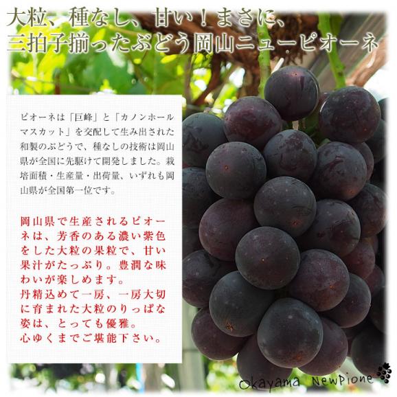 岡山県産　JA全農おかやま 高級ハウス栽培 ニューピオーネ 赤秀品 約1.1キロ (550g×2房)　送料無料 ブドウ 葡萄 種なしぶどう ピオーネ 黒ぶどう ※クール便05