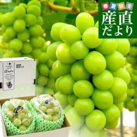 岡山県産　JA全農おかやま 高級ハウス栽培 シャインマスカット 晴王 青秀品 約1.2キロ(600g×2房) 送料無料 葡萄 ぶどう ブドウ クール便