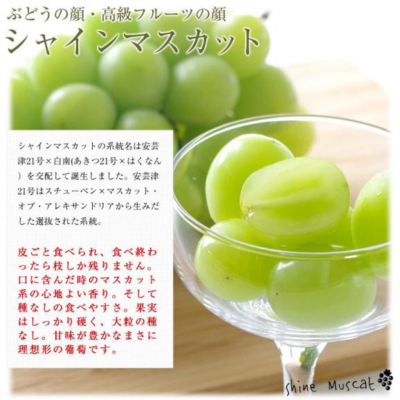 岡山県産JA全農おかやま ハウス栽培 シャインマスカット 晴王 青秀品 約1.2キロ(600g×2房) 送料無料 葡萄 ぶどう ブドウ クール便05
