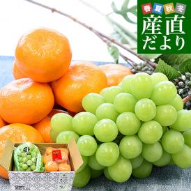 高級ハウス栽培フルーツセット 山梨県産「シャインマスカット」約500g（1房）＆愛知県産「蒲郡温室みかん」MからSサイズ 約1.2キロ（12玉から15玉前後） 送料無料