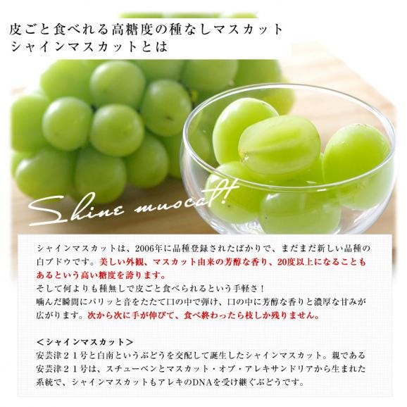超特価激安 高級ハウス栽培フルーツセット 山梨県産「シャインマスカット 下着・アンダーウェア