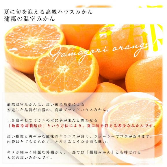 高級ハウス栽培フルーツセット 山梨県産「シャインマスカット」約500g（1房）＆愛知県産「蒲郡温室みかん」MからSサイズ 約1.2キロ（12玉から15玉前後） 送料無料06
