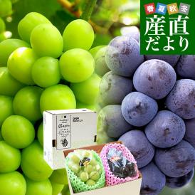 岡山県産　JA全農おかやま 高級ハウス栽培 シャインマスカット＆ニューピオーネセット 青秀品以上 大房 合計約1.2キロ (600g前後×2房)　送料無料 ブドウ 葡萄 フルーツギフト ※クール便