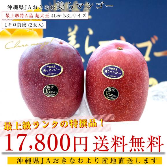 沖縄県より産地直送 JAおきなわ 美らマンゴー 最上級特A品 超大玉4Lから3Lサイズ 1キロ前後 (2玉入) 送料無料 沖縄マンゴー アップルマンゴー　お中元 ギフト from沖縄03