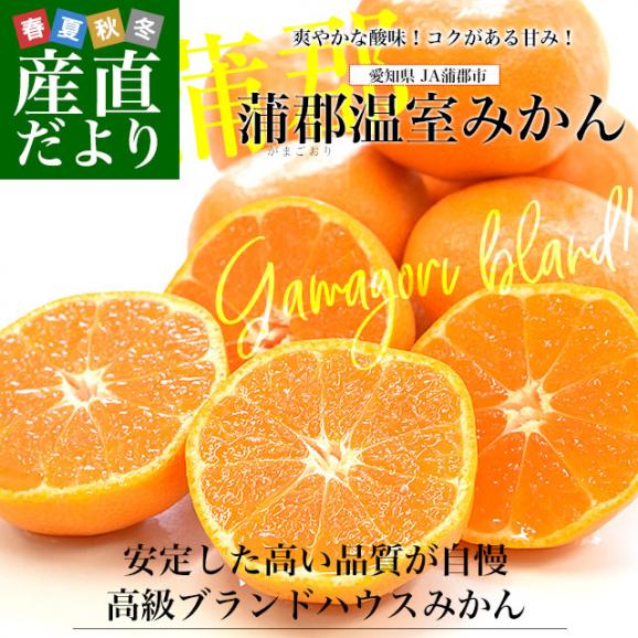 愛知県産 蒲郡温室みかん MからSサイズ 約2.4キロ(1.2キロ×2) 送料無料 蜜柑 ハウスみかん がまごおりミカン02