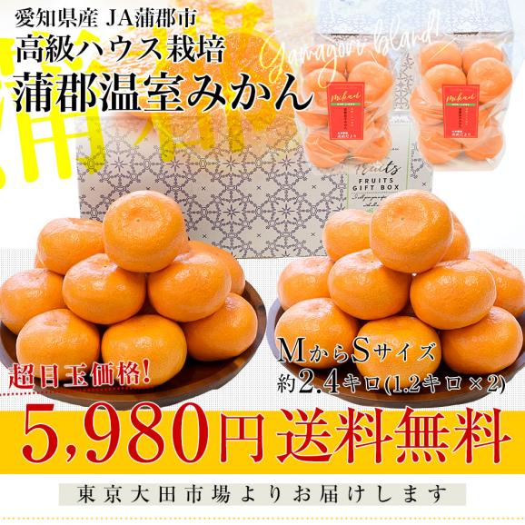 愛知県産 蒲郡温室みかん MからSサイズ 約2.4キロ(1.2キロ×2) 送料無料 蜜柑 ハウスみかん がまごおりミカン03