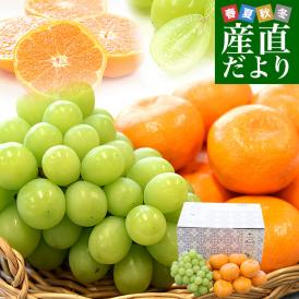 高級ハウス栽培！ぶどう＆みかんセット 山梨県産「シャインマスカット」約500g（1房）＆佐賀県産「唐津ハウスみかん」MからSサイズ 約1.2キロ化粧箱(12玉から15玉前後) 送料無料