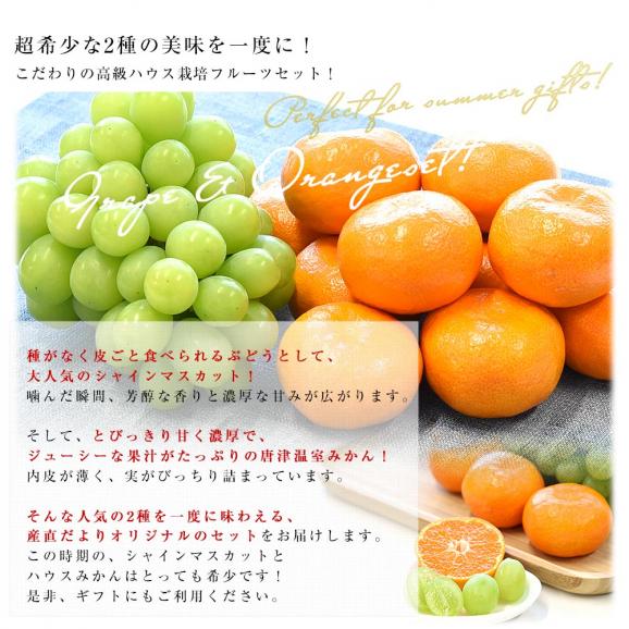 高級ハウス栽培！ぶどう＆みかんセット 山梨県産「シャインマスカット」約500g（1房）＆佐賀県産「唐津ハウスみかん」MからSサイズ 約1.2キロ化粧箱(12玉から15玉前後) 送料無料04