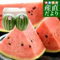 長野県産　 JA松本ハイランド ピノガール (小玉スイカ) A品  3Lから4Lサイズ 計4キロ以上（2玉入り）送料無料 西瓜 すいか