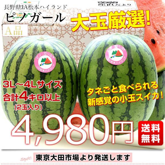 長野県 JA松本ハイランド ピノガール (小玉スイカ) A品 大玉 3Lから4Lサイズ 計4キロ以上（2玉入り）送料無料 西瓜 すいか03