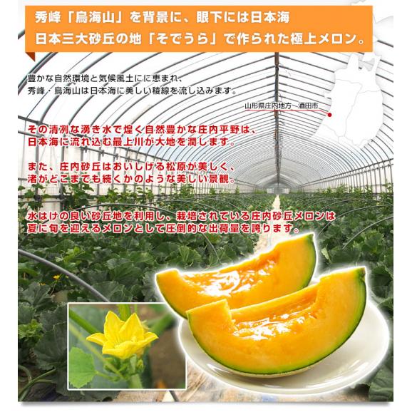 山形県産 JAそでうら クインシーメロン 優品以上 大玉3Lサイズ 約2.5キロ（2玉入り） 送料無料 メロン めろん 赤肉メロン05