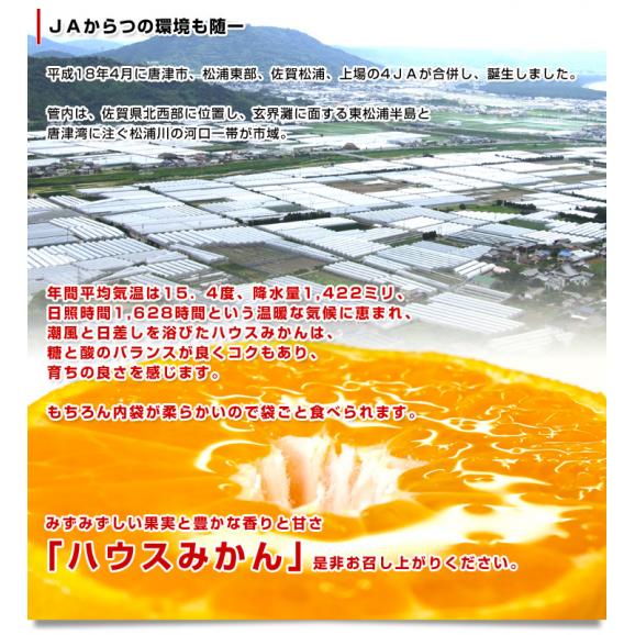 佐賀県 JAからつ ハウスみかん 化粧箱 MからSサイズ 約1.2キロ （12玉から15玉前後） 送料無料 蜜柑 ミカン 温室みかん06