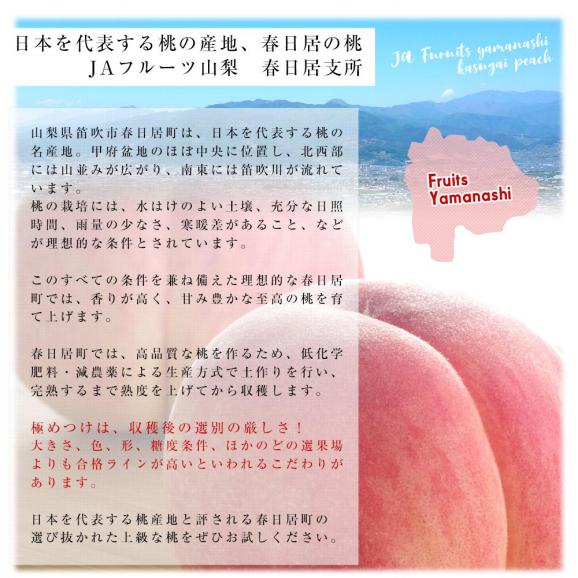 山梨県産 JAフルーツ山梨 春日居支所 春日居の桃 青秀品 約1.8キロ(6玉) 送料無料 もも モモ ピーチ ギフト 夏ギフト お中元 御中元04