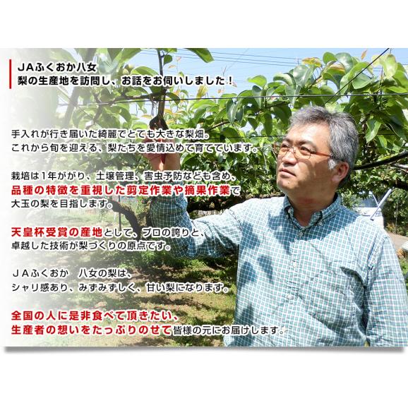 福岡県 JAふくおか八女 「ふくおか八女の梨」(品種：豊水） 大玉 約2.5キロ（5玉入り）送料無料 梨 なし 大玉梨05