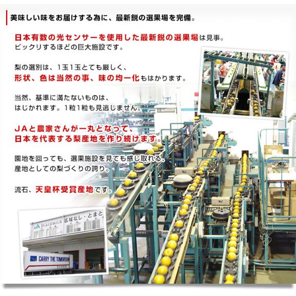 福岡県 JAふくおか八女 「ふくおか八女の梨」(品種：豊水） 大玉 約2.5キロ（5玉入り）送料無料 梨 なし 大玉梨06