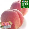 山梨県産 JAフルーツ山梨 春日居支所 春日居の桃 特秀品 約1.8キロ(6玉) 送料無料 もも　モモ　ピーチ　かすがい