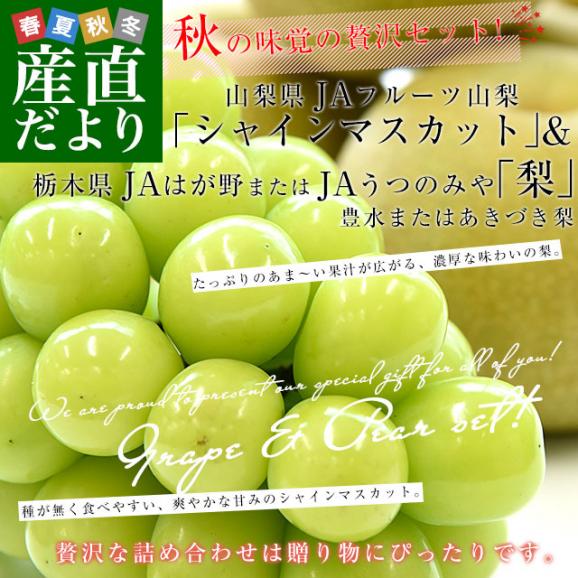 山梨県 JAフルーツ山梨「シャインマスカット」1房(450g以上) ＆栃木県産「梨(品種：豊水またはあきづき梨)」4玉(合計約1.2キロ)セット 送料無料 クール便02