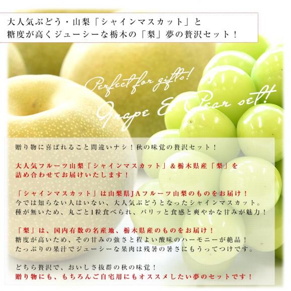山梨県 JAフルーツ山梨「シャインマスカット」1房(450g以上) ＆栃木県産「梨(品種：豊水またはあきづき梨)」4玉(合計約1.2キロ)セット 送料無料 クール便04