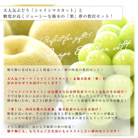 山梨県産または長野県産「シャインマスカット」1房(約500g) ＆栃木県産「梨(品種：豊水またはあきづき梨)」4玉(合計約1.2キロ)セット 送料無料 クール便04