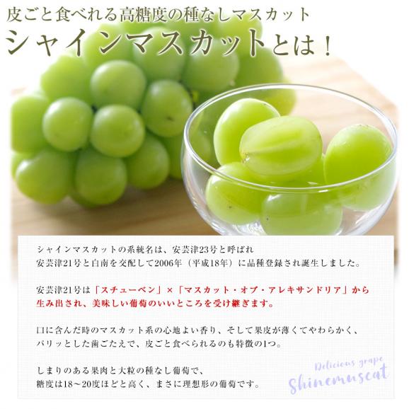 山梨県 JAフルーツ山梨「シャインマスカット」1房(450g以上) ＆栃木県産「梨(品種：豊水またはあきづき梨)」4玉(合計約1.2キロ)セット 送料無料 クール便05