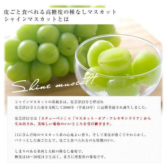 山梨県 JAフルーツ山梨 フルーツセット 春日居の桃 特秀品 4玉 (約1.2キロ) ＆高級ハウスシャインマスカット 秀品 1房 450g以上 送料無料 お中元 夏ギフト06