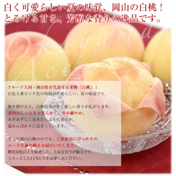 岡山県 JA全農おかやま 岡山白桃 等級：エース 約1.7キロ（6玉）送料無料 もも モモ はくとう ピーチ04